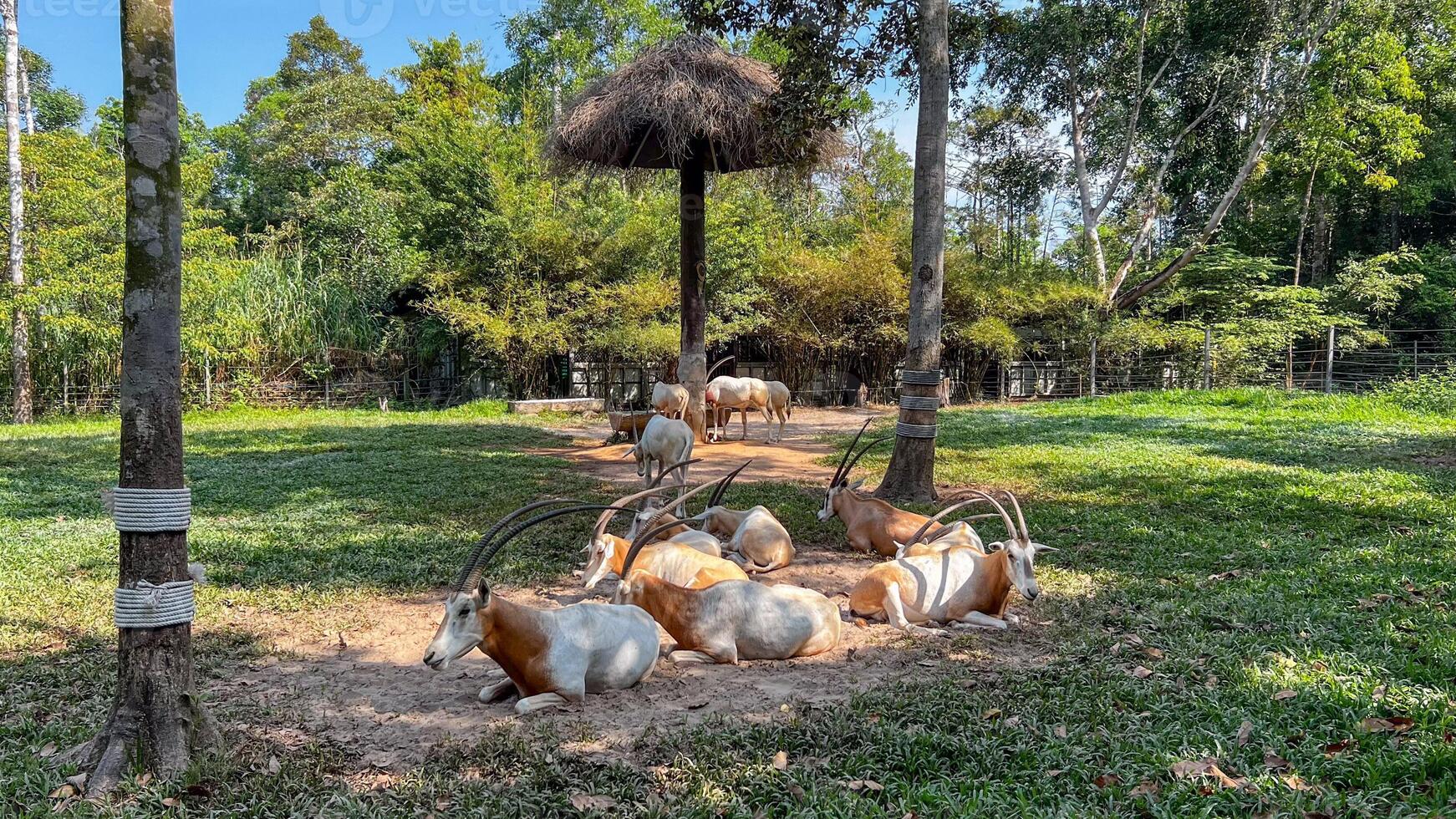 A group of scimitar horned oryx relaxes under trees in a nature reserve, illustrating wildlife conservation and biodiversity preservation photo