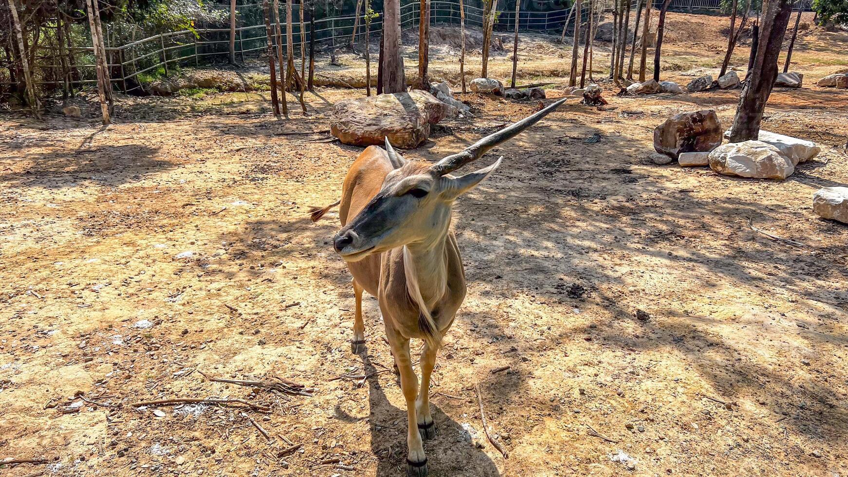 A solitary antelope stands in a sunlit, fenced enclosure emphasizing wildlife conservation and habitat preservation efforts photo