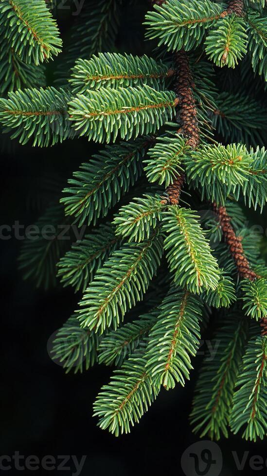 Pine and Fir Tree Branches Close-Up A Wintery Green Scene photo