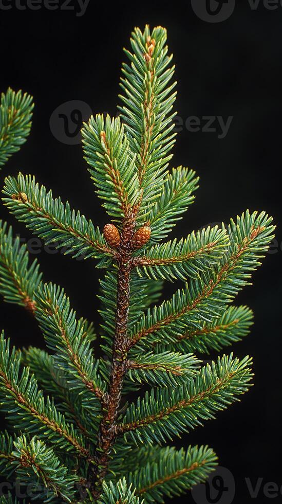 Forest Charm Fir Tree Branches Perfect for the Holidays photo