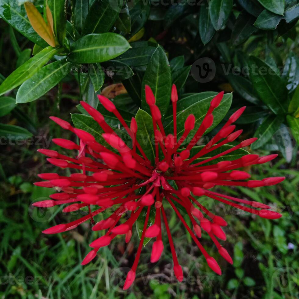 Ixora or also called Soka Flower is a genus of flowering plants in the Rubiaceae family. The plant has leathery leaves and produces large clusters of small flowers in summer. photo