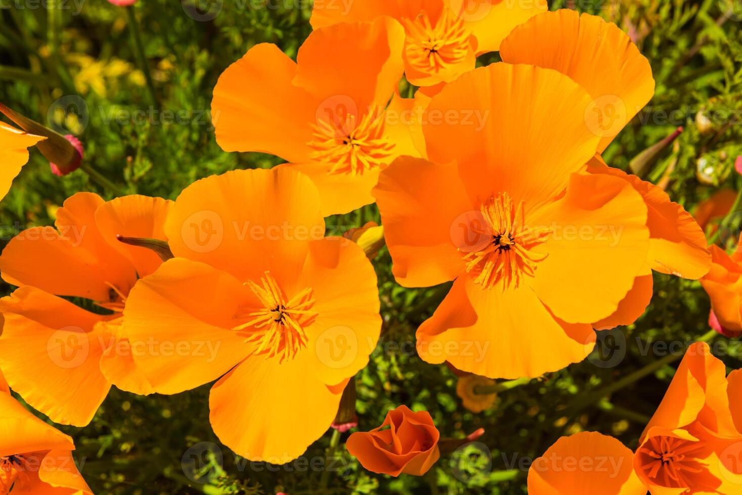 Orange poppies in a summer meadow on sunny day photo