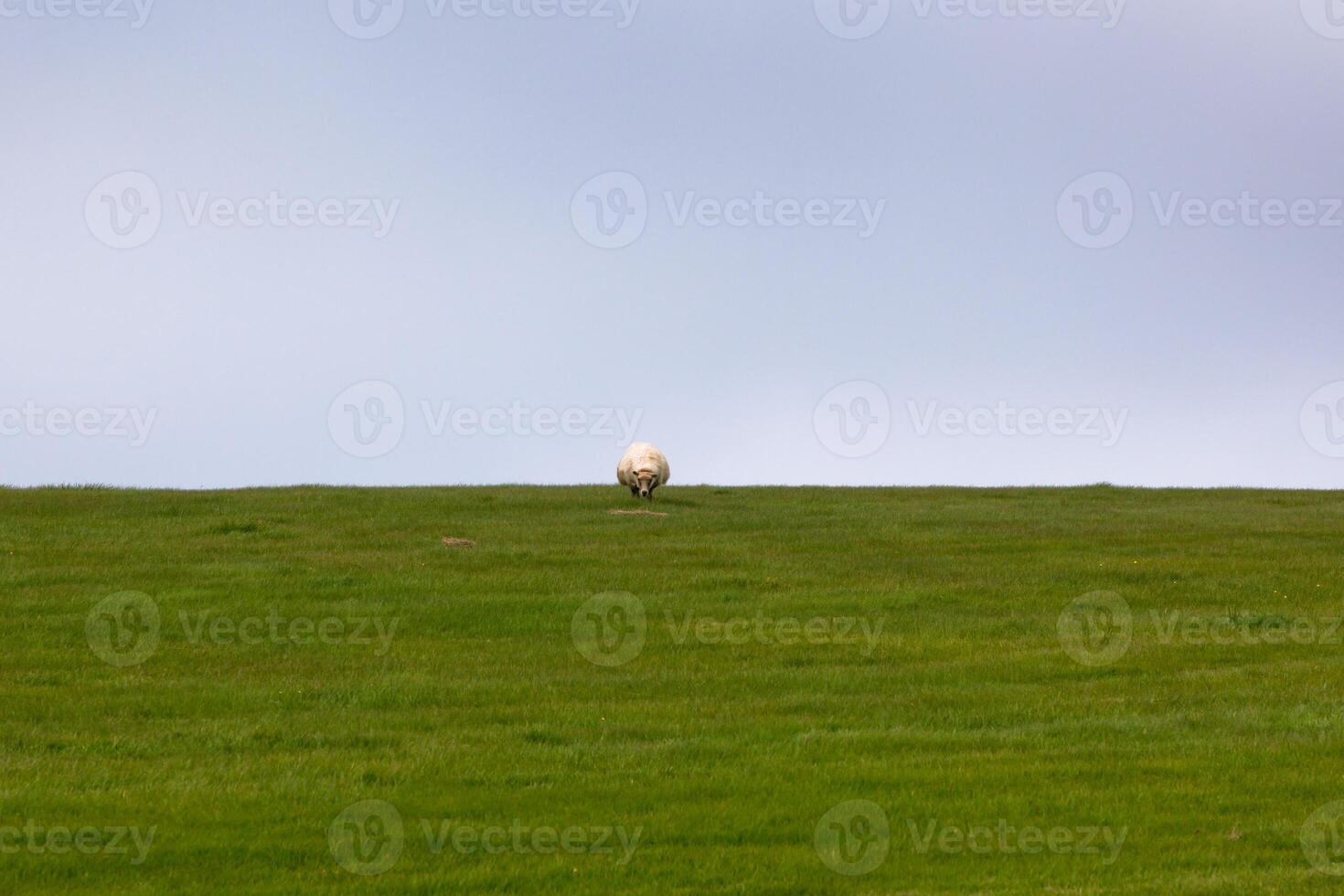 Sheep on a green grass meadow photo