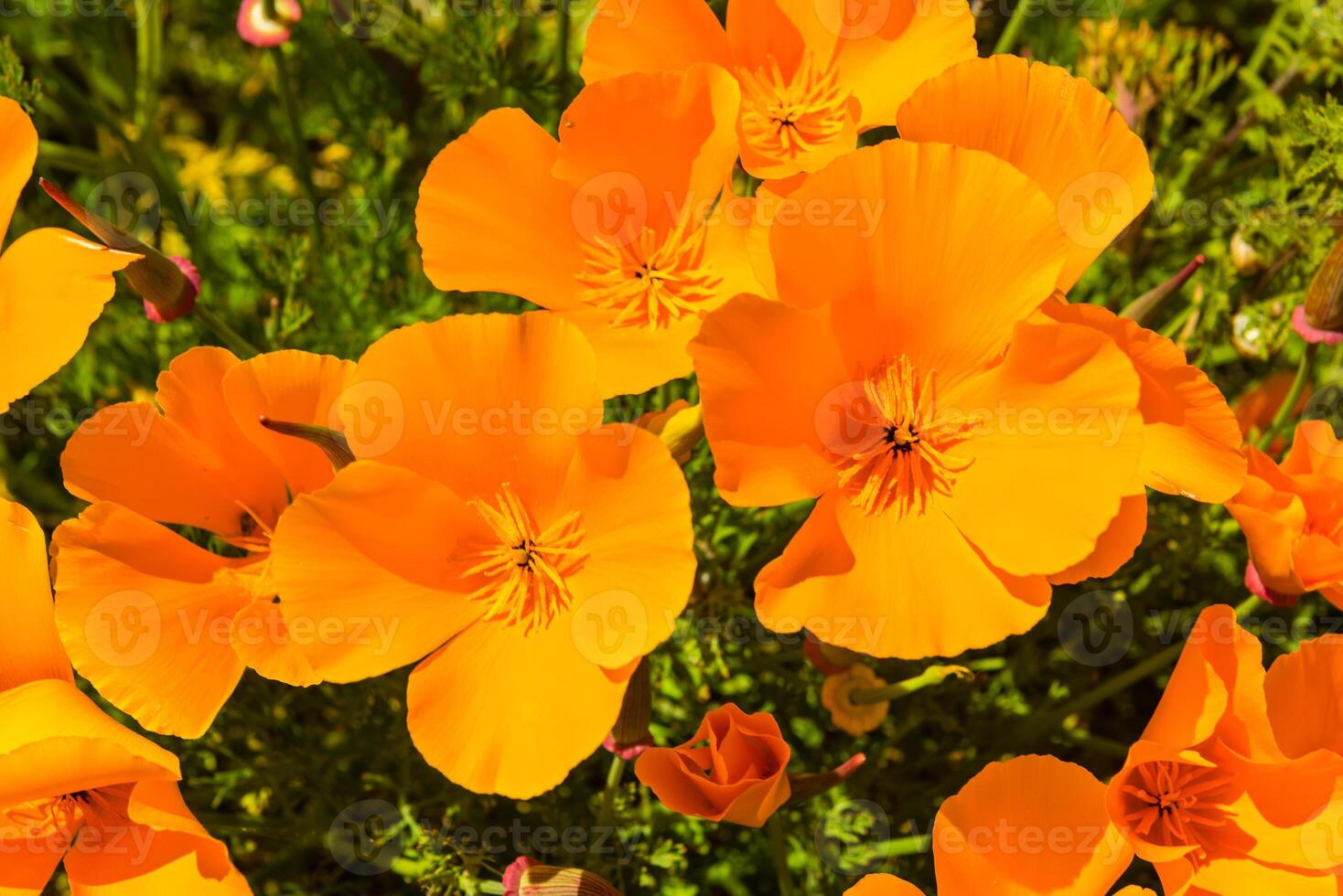 Orange poppies in a summer meadow on sunny day photo