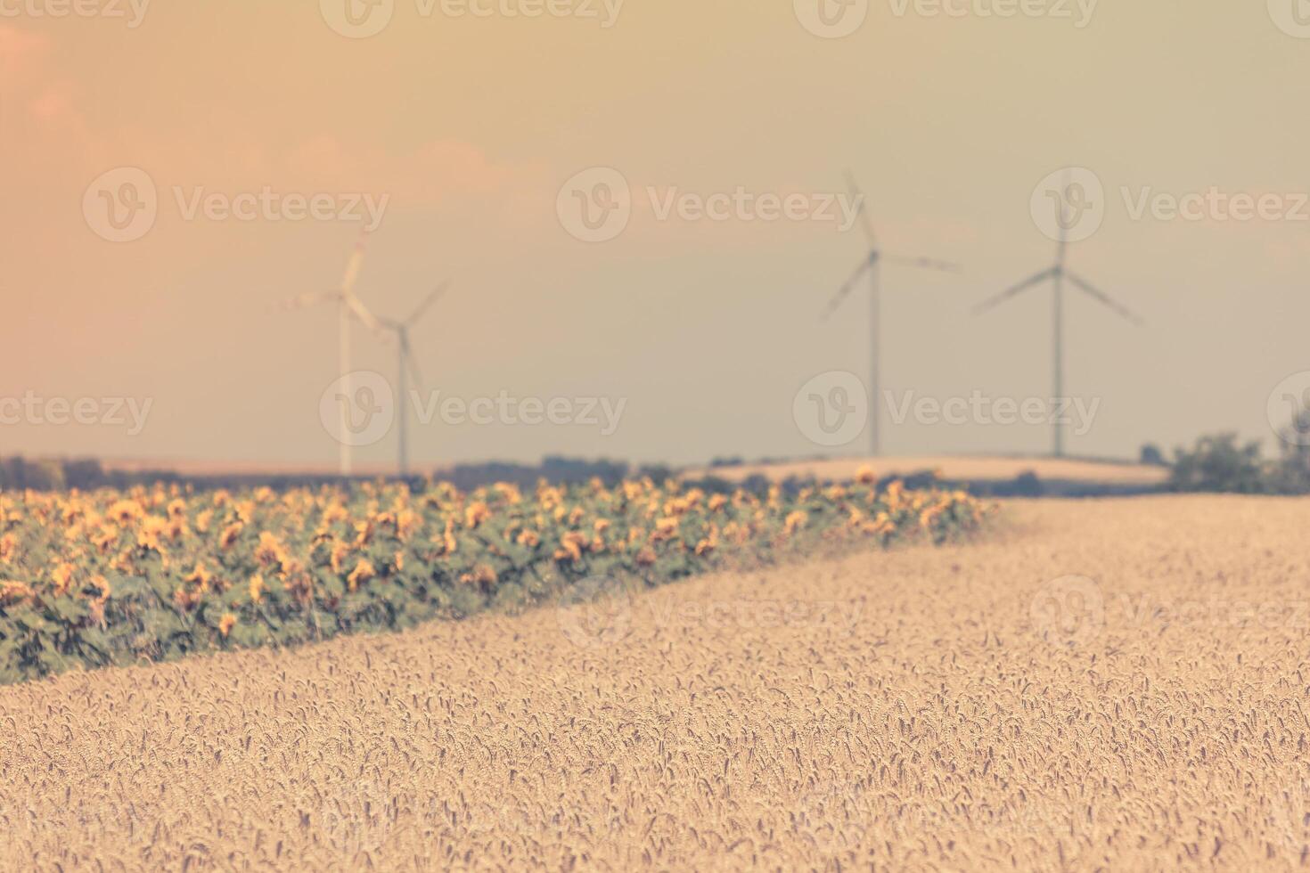 Cereal and Sunflowers Fields view photo