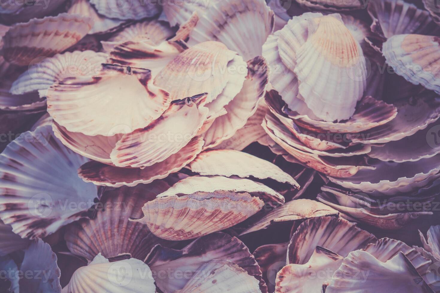Scallop shells heap photo