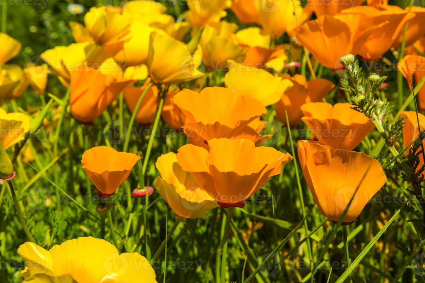 Orange poppies in a summer meadow on sunny day photo