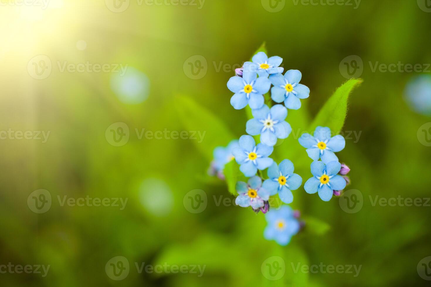 Unique blue forget-me-not flowers close up photo