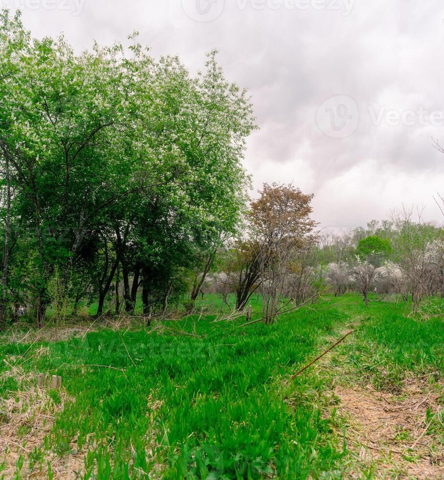 Old flowering fruit trees. Trees with white flowers in spring and young green grass. photo