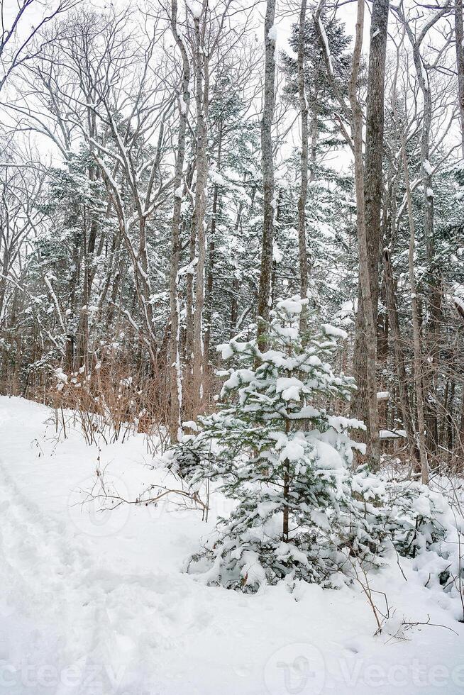 Taiga, winter forest. Pine trees in a snowy forest on a winter day. Forest covered with snow. photo