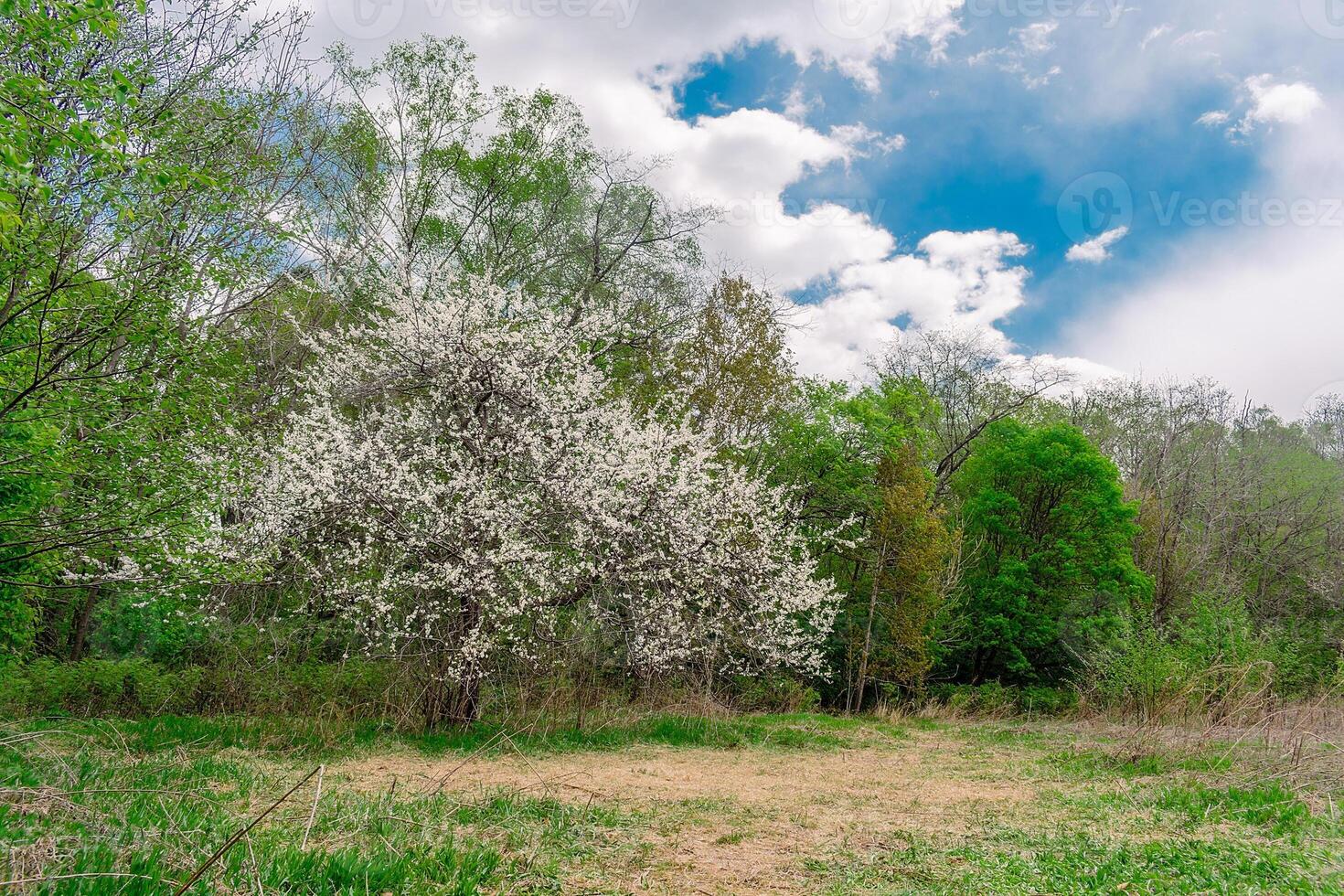 Old flowering fruit trees. Trees with white flowers in spring and young green grass. photo