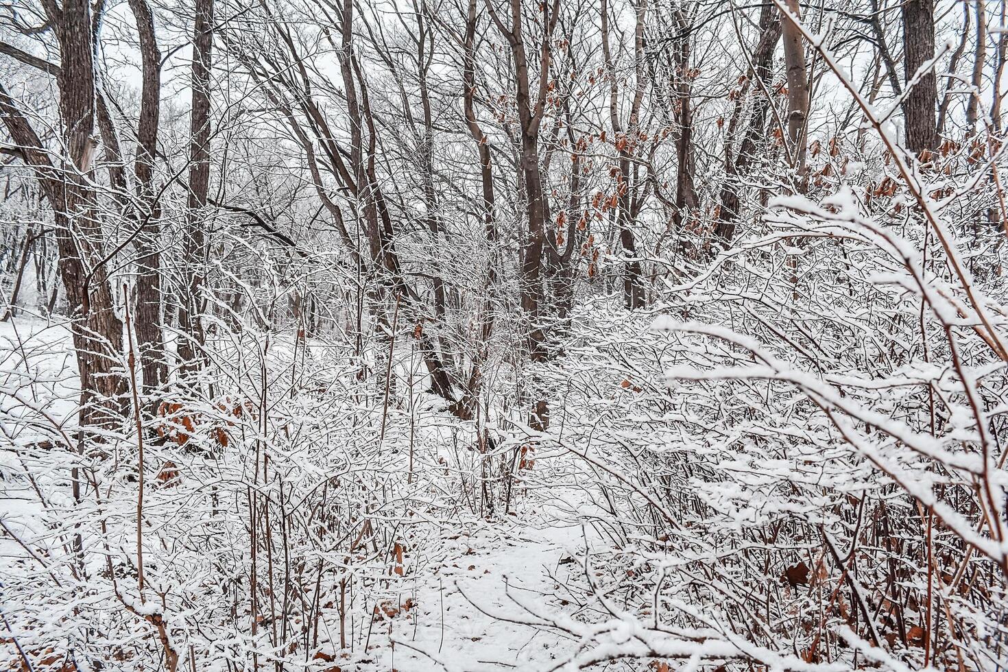 The park is covered with a thin layer of snow in winter. The park with tall trees and paths is covered with snow. photo