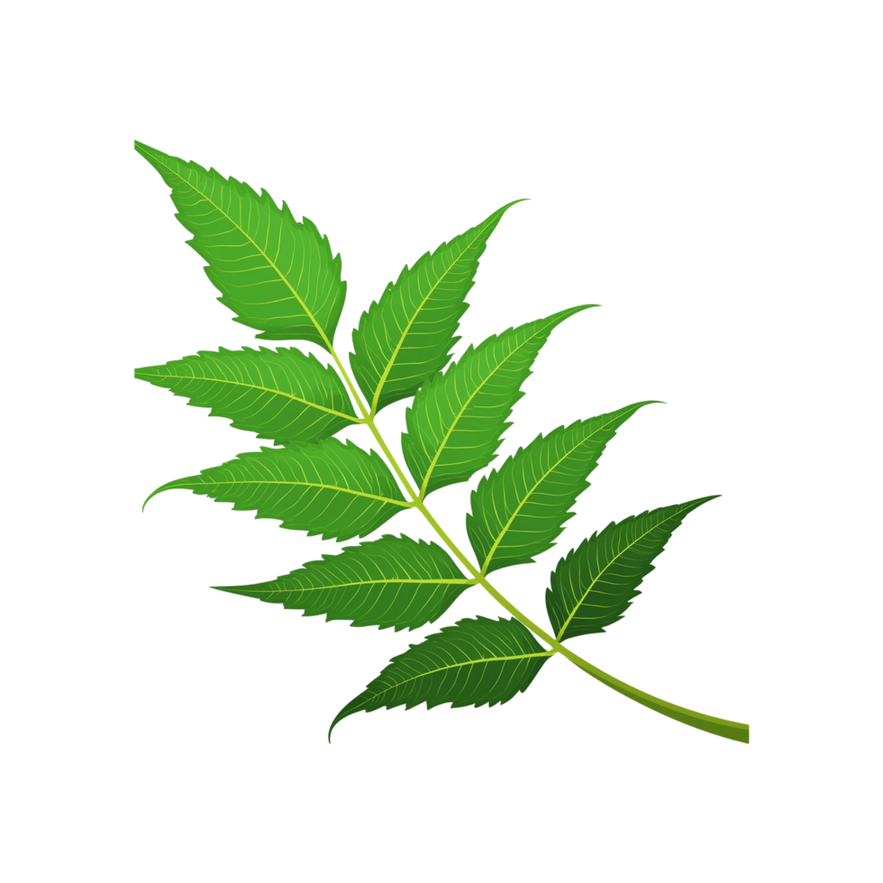 Neem leaf on transparent background png
