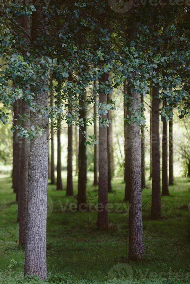 Trees planted in a row in the forest photo