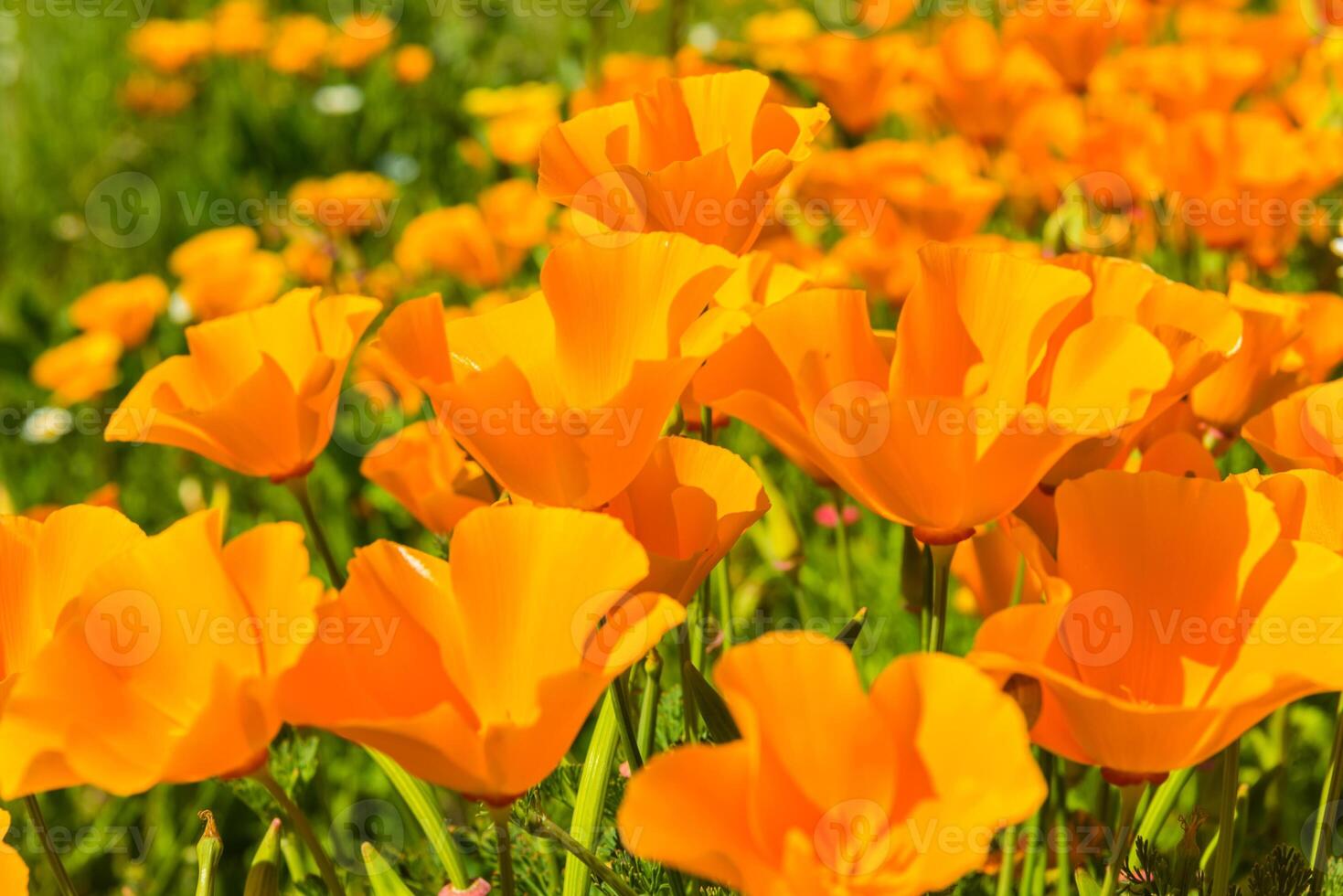 Orange poppies in a summer meadow on sunny day photo