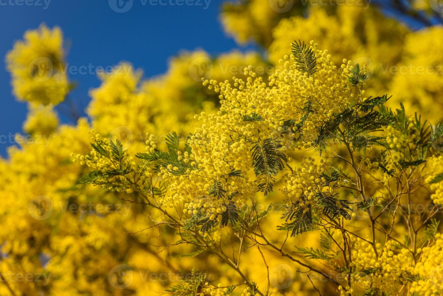 Yellow blooming of mimosa tree in spring photo