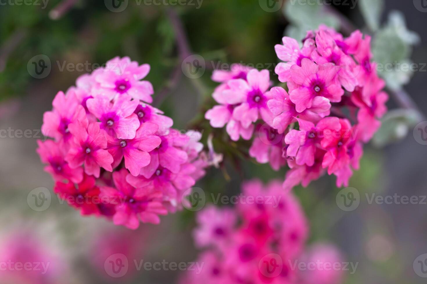 Verbena flowers on bokeh background photo
