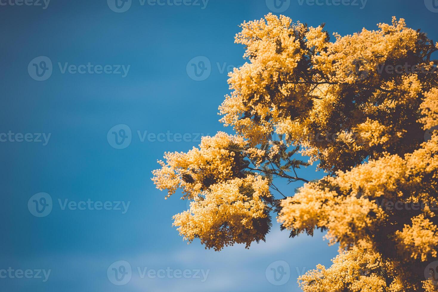 Yellow blooming of mimosa tree in spring photo