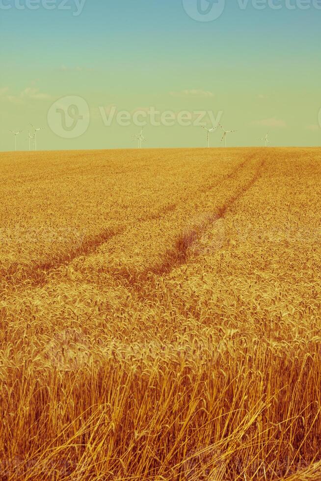 Ripe Cereal field photo