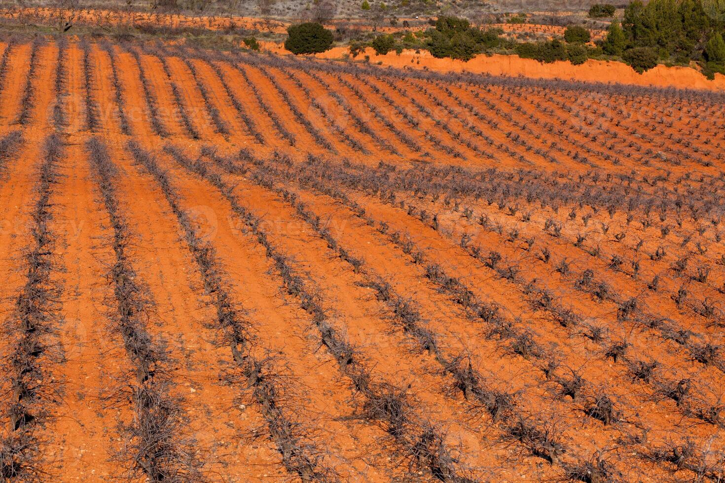 Spanish Vineyard background photo