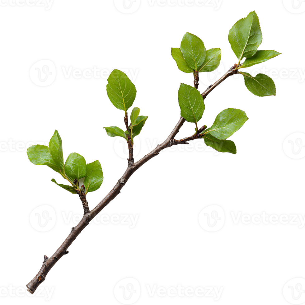 branch of a tree . Decorative branch top view . Tree branch flat lay isolated. Simple branch with leaves png