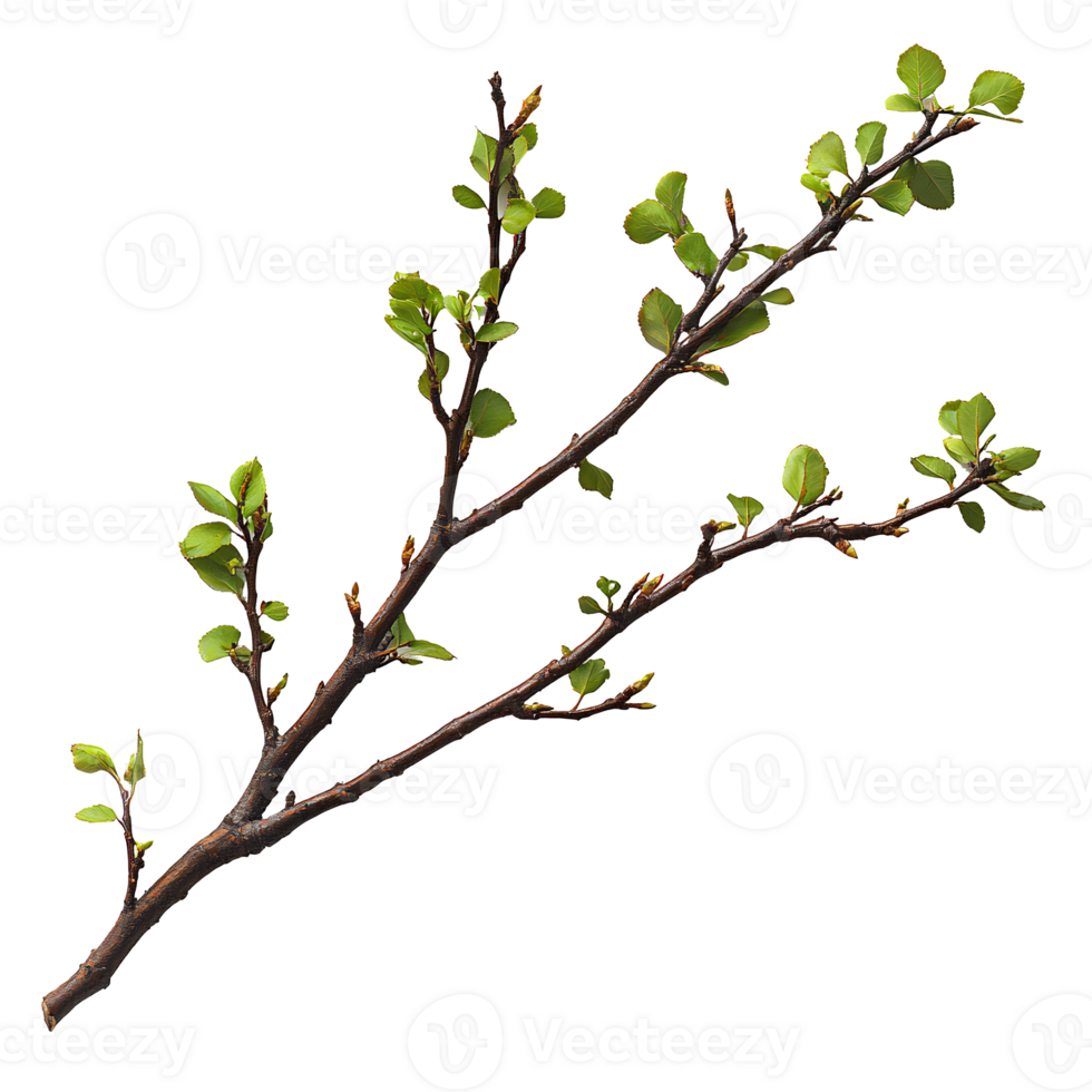 A branch with green leaves on it png