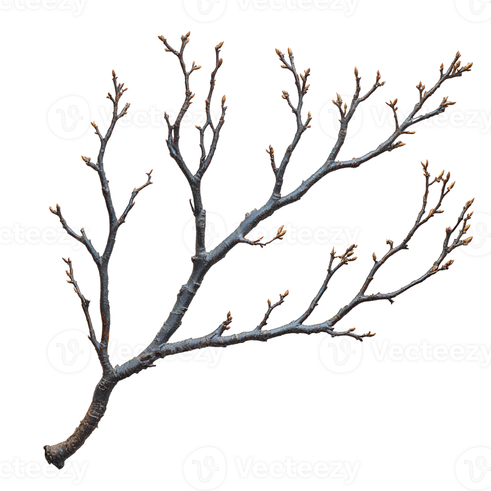 branch of a tree . Decorative branch top view . Tree branch flat lay isolated. Simple branch with leaves png