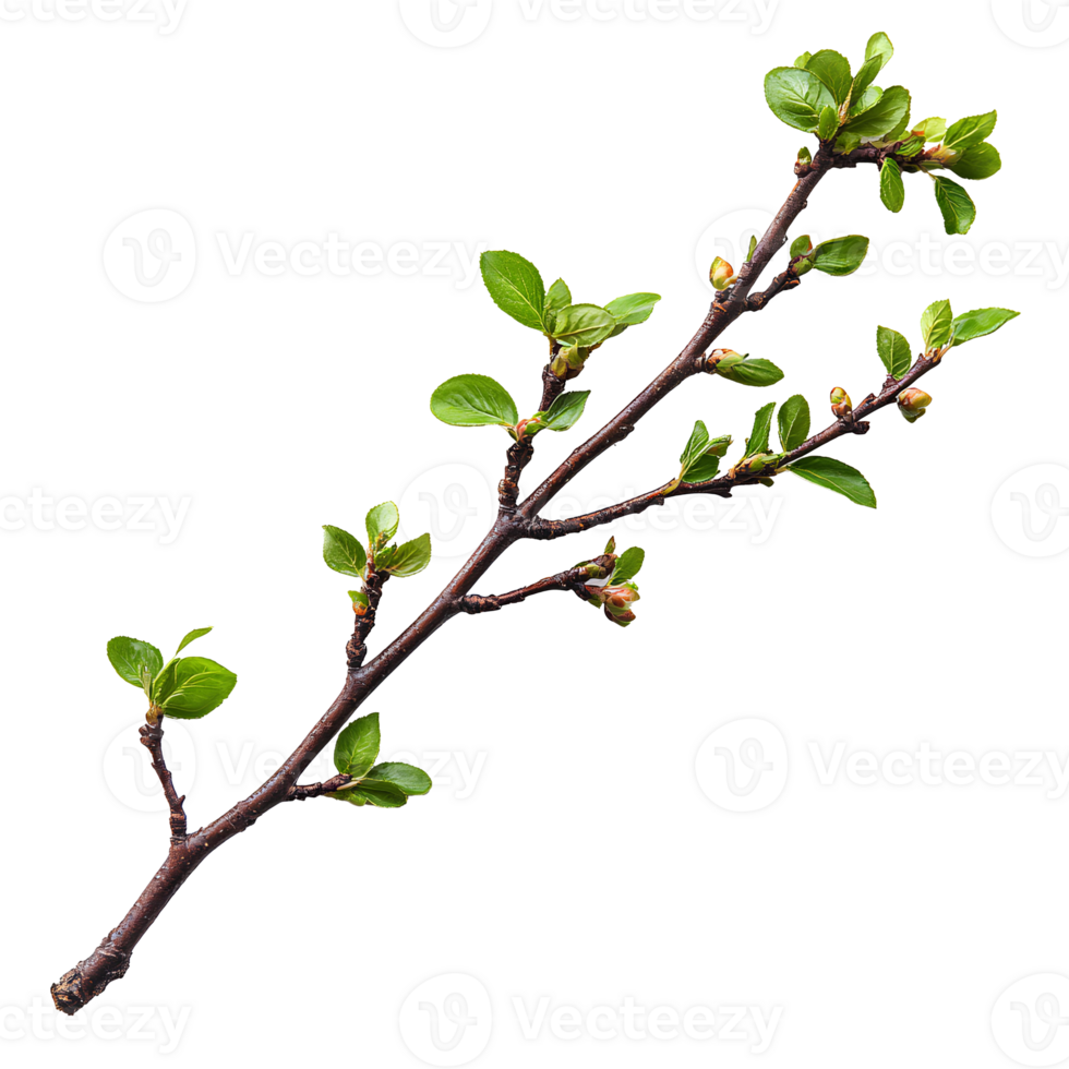 A branch with green leaves on it png
