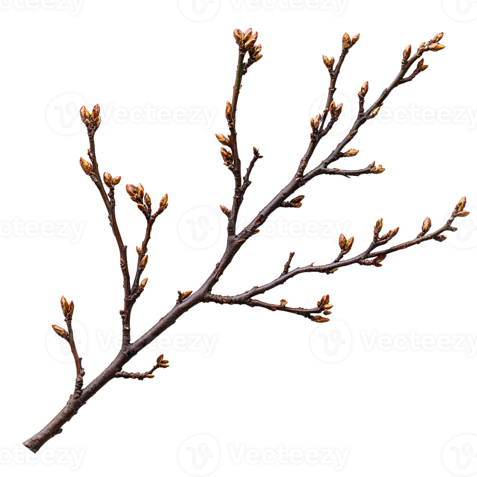 A branch with leaves and flowers on it png