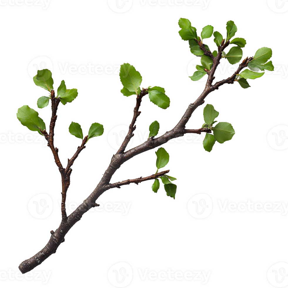 branch of a tree . Decorative branch top view . Tree branch flat lay isolated. Simple branch with leaves png