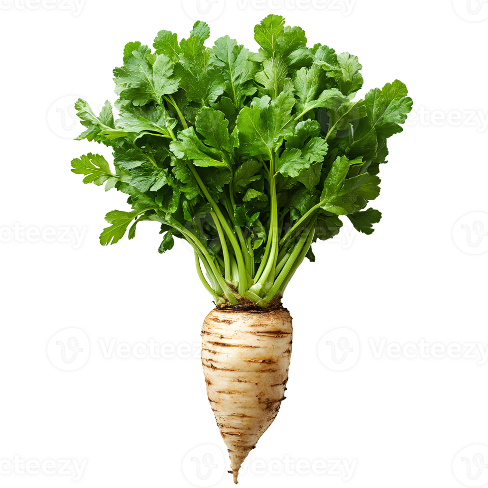parsnip . Parsnip vegetable top view . fully grown parsnip vegetable flat lay isolated. Organic, vegetarian and vegan parsnip . root vegetable parsnip isolated png