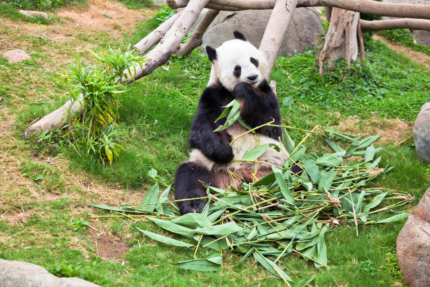 Giant panda bear in the zoo photo