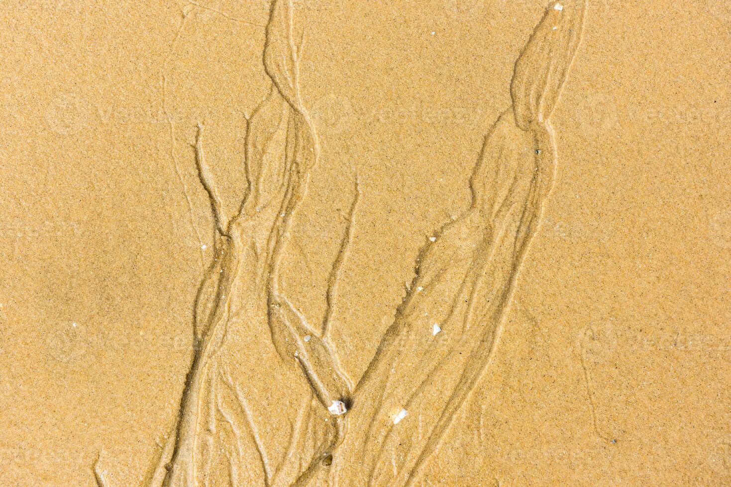 Top view of a sand sea bottom photo