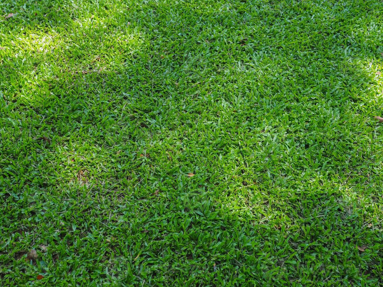 Green lawn texture under trees for a natural background in the garden. photo