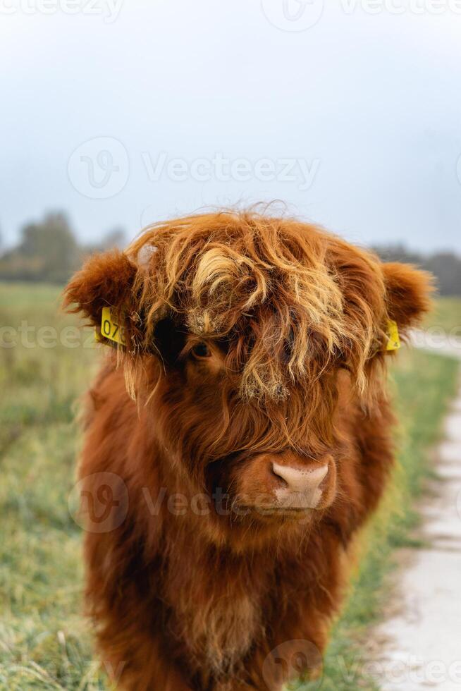 Portait of a highlander cow, in the National Park Lentevreugd in Wassenaar, The Netherlands. photo