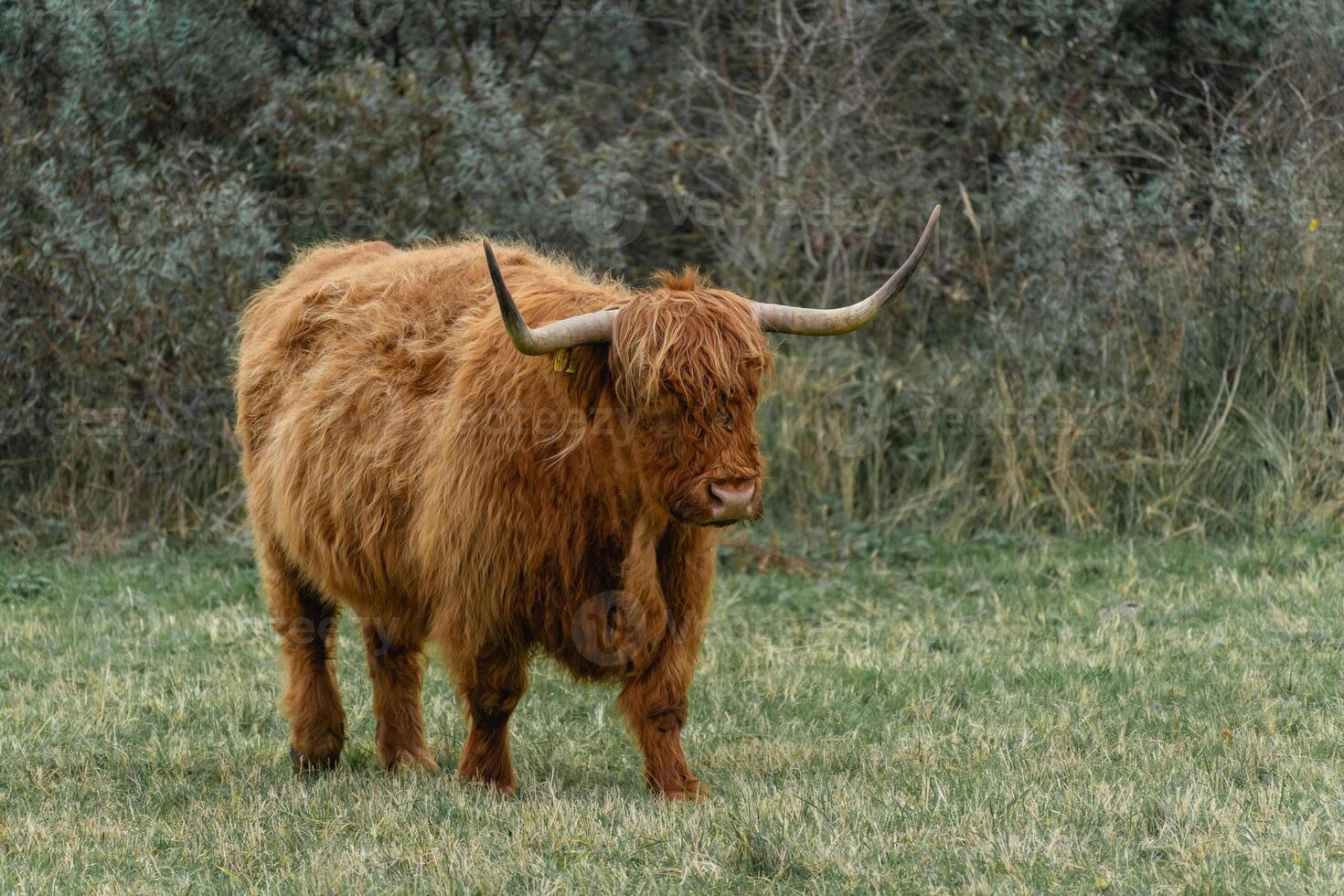 Portait of a highlander cow, in the National Park Lentevreugd in Wassenaar, The Netherlands. photo