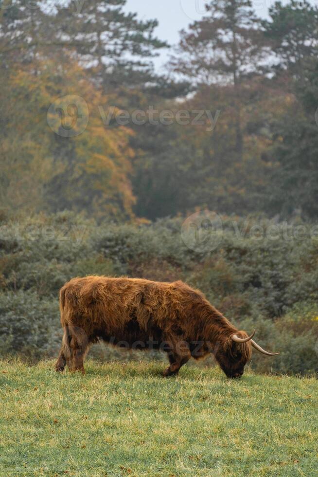 Portait of a highlander cow, in the National Park Lentevreugd in Wassenaar, The Netherlands. photo
