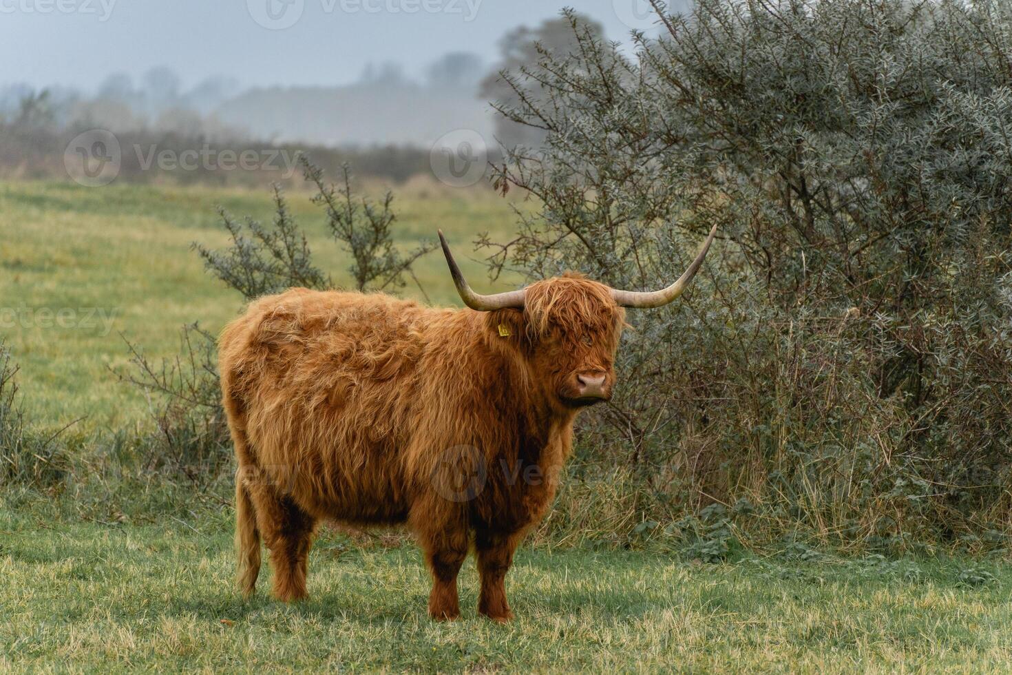 Portait of a highlander cow, in the National Park Lentevreugd in Wassenaar, The Netherlands. photo