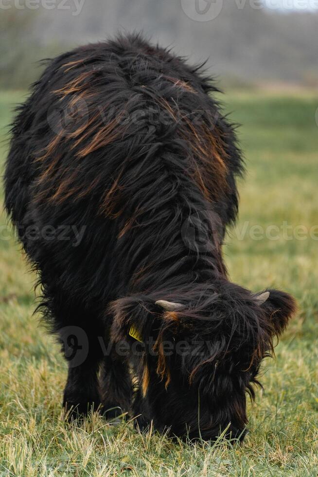 Portait of a black highlander cow, in the National Park Lentevreugd in Wassenaar, The Netherlands. photo