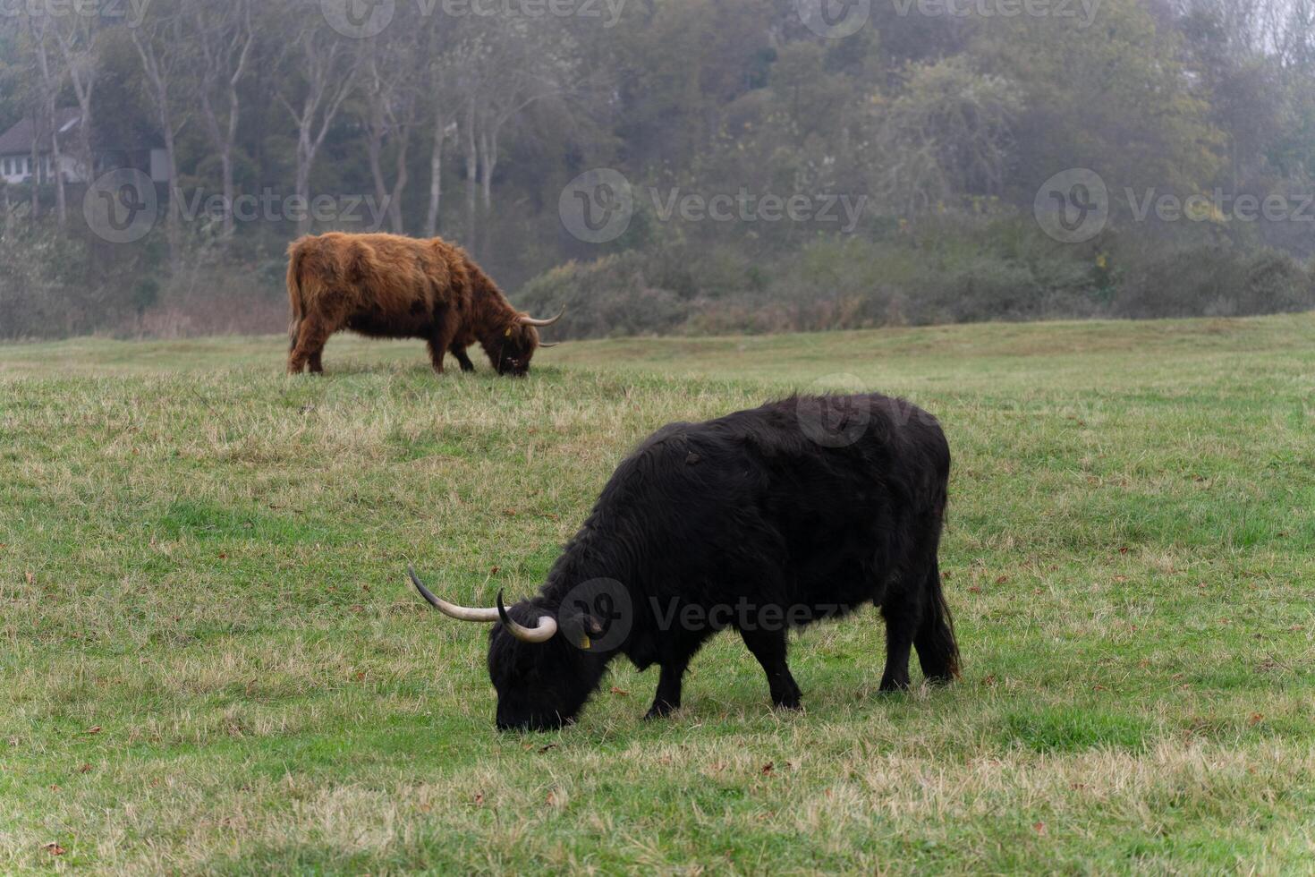 A black and a brown Highlander cow grazing on the field of The National Park Lentevreugd in Wassenaar, The Netherlands. photo
