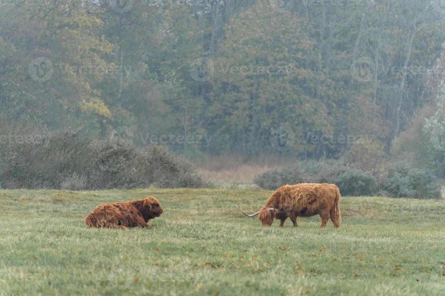 Higlander cows in the fields of Wassenaar, The Netherlands. photo