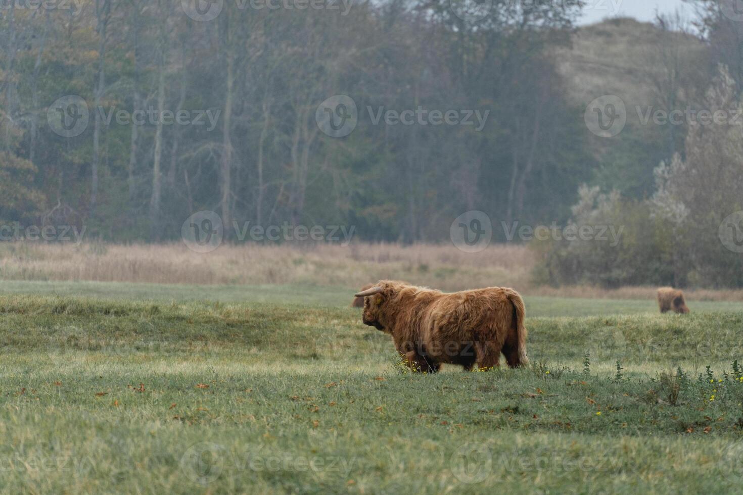 Higlander cows in the fields of Wassenaar, The Netherlands. photo