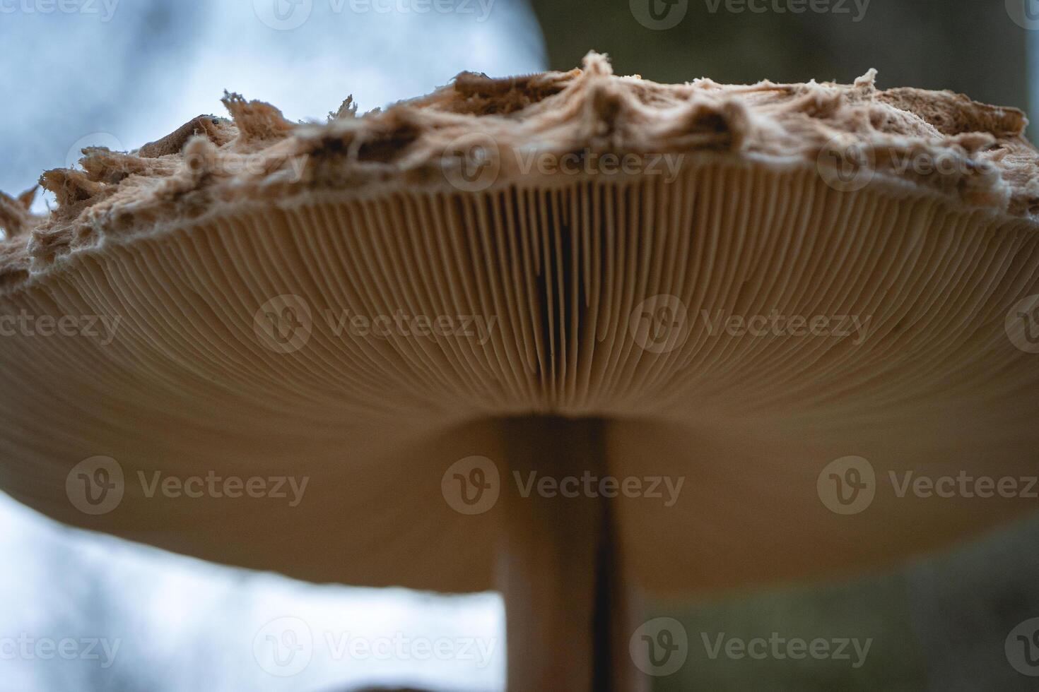 Parasol mushroom in the wild. In the National Park in De Zilk, The Netherlands. photo
