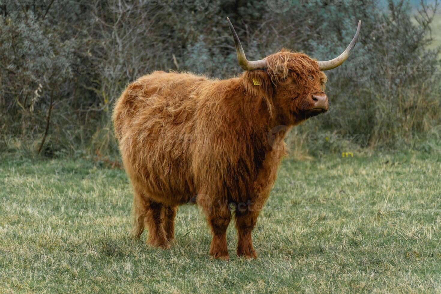 Portait of a highlander cow, in the National Park Lentevreugd in Wassenaar, The Netherlands. photo