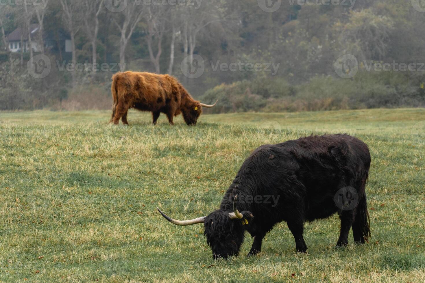 A black and a brown Highlander cow grazing on the field of The National Park Lentevreugd in Wassenaar, The Netherlands. photo