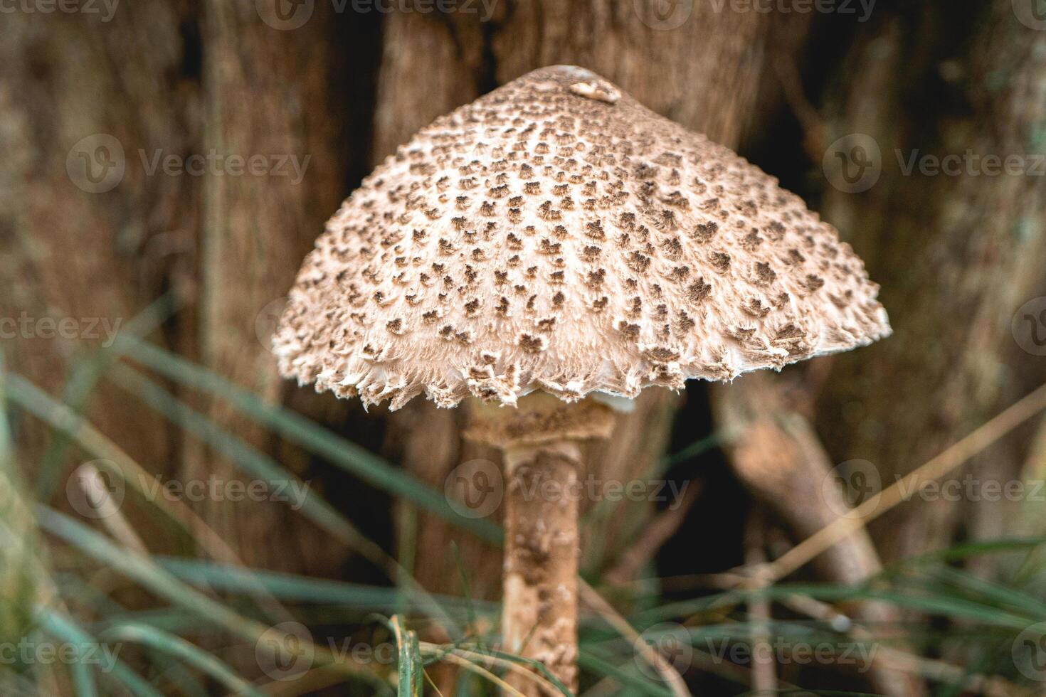 Parasol mushroom in the wild. In the National Park in De Zilk, The Netherlands. photo
