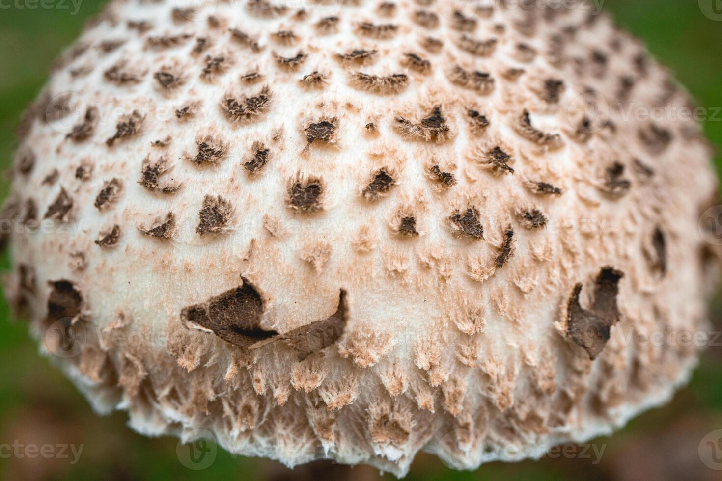 Parasol mushroom in the wild. In the National Park in De Zilk, The Netherlands. photo