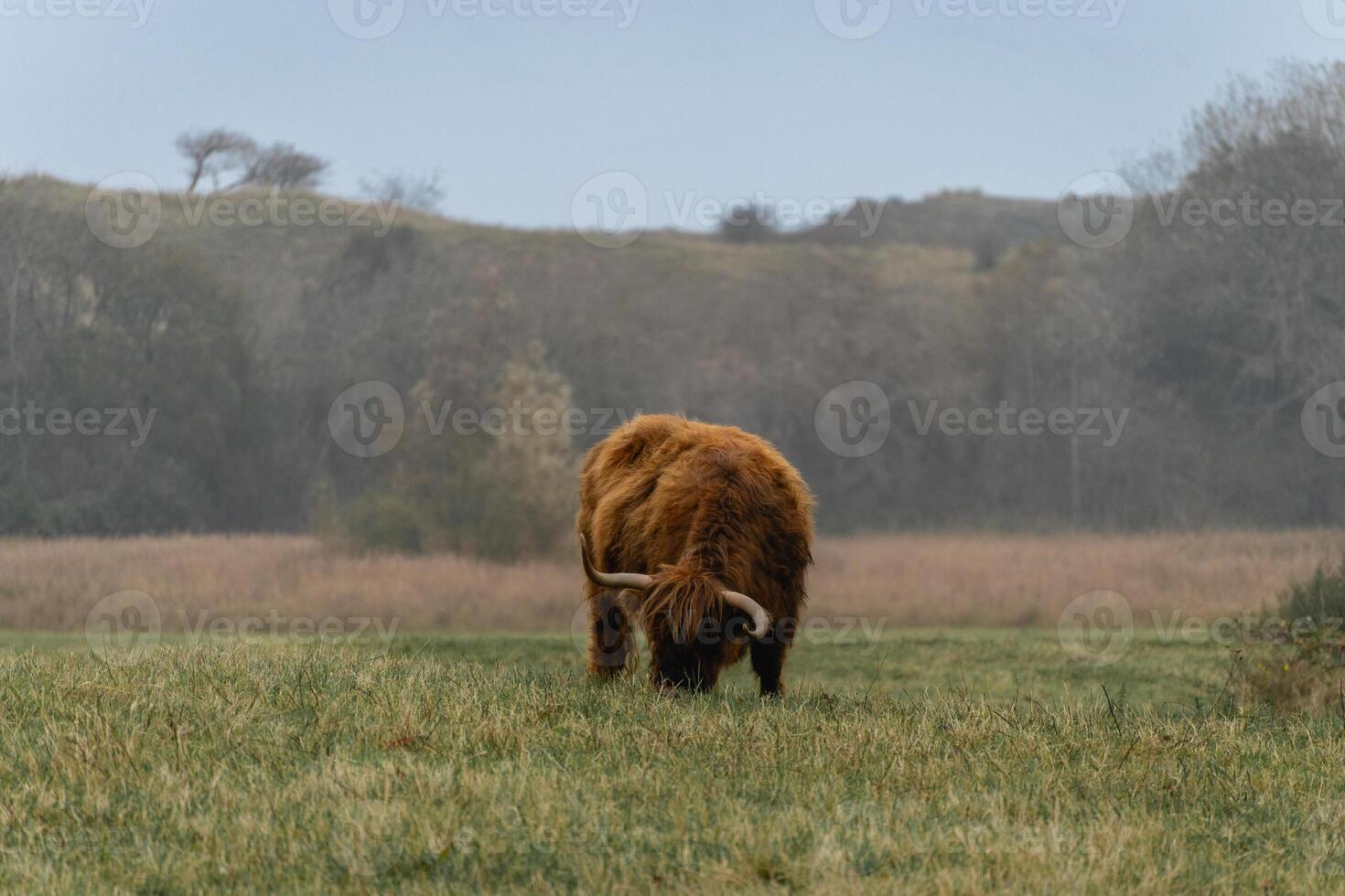Portait of a highlander cow, in the National Park Lentevreugd in Wassenaar, The Netherlands. photo