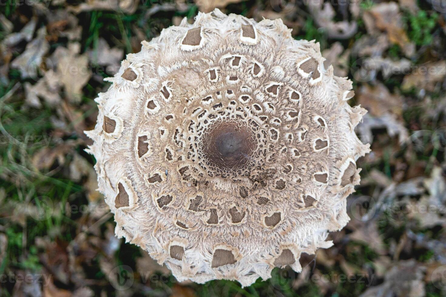 Parasol mushroom in the wild. In the National Park in De Zilk, The Netherlands. photo