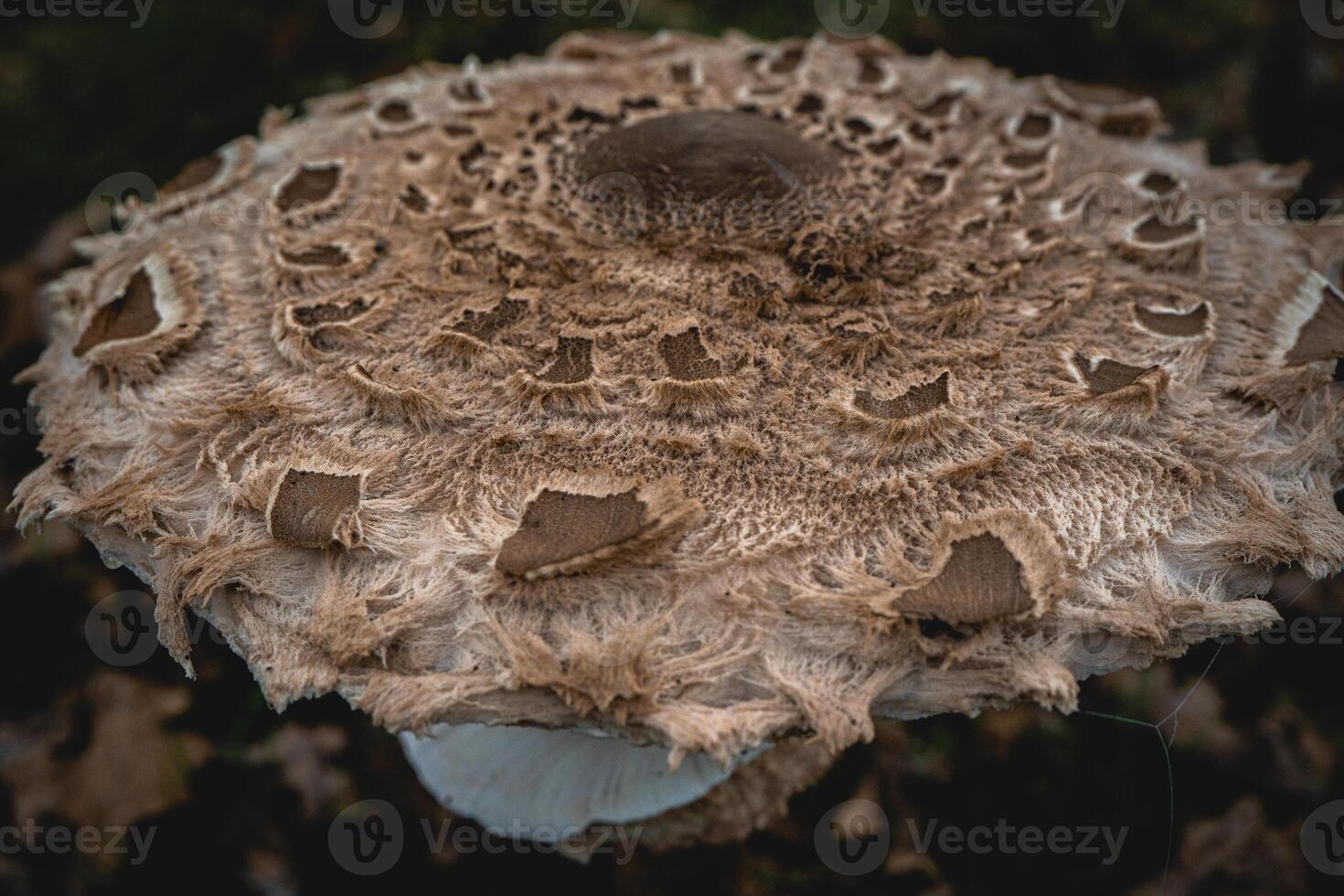 Parasol mushroom in the wild. In the National Park in De Zilk, The Netherlands. photo